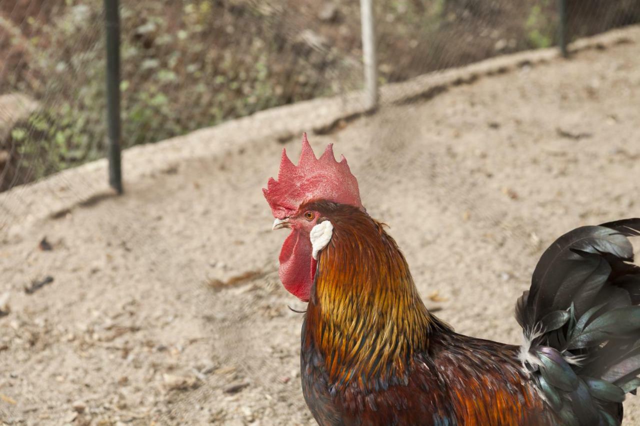 Cortijo La Algallumbilla Carcabuey Εξωτερικό φωτογραφία